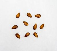 Slesvigsk Jordbæræble